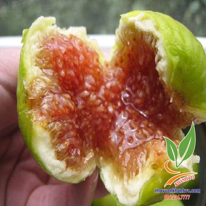 Sung Mỹ Nhà vườn Khánh Võ