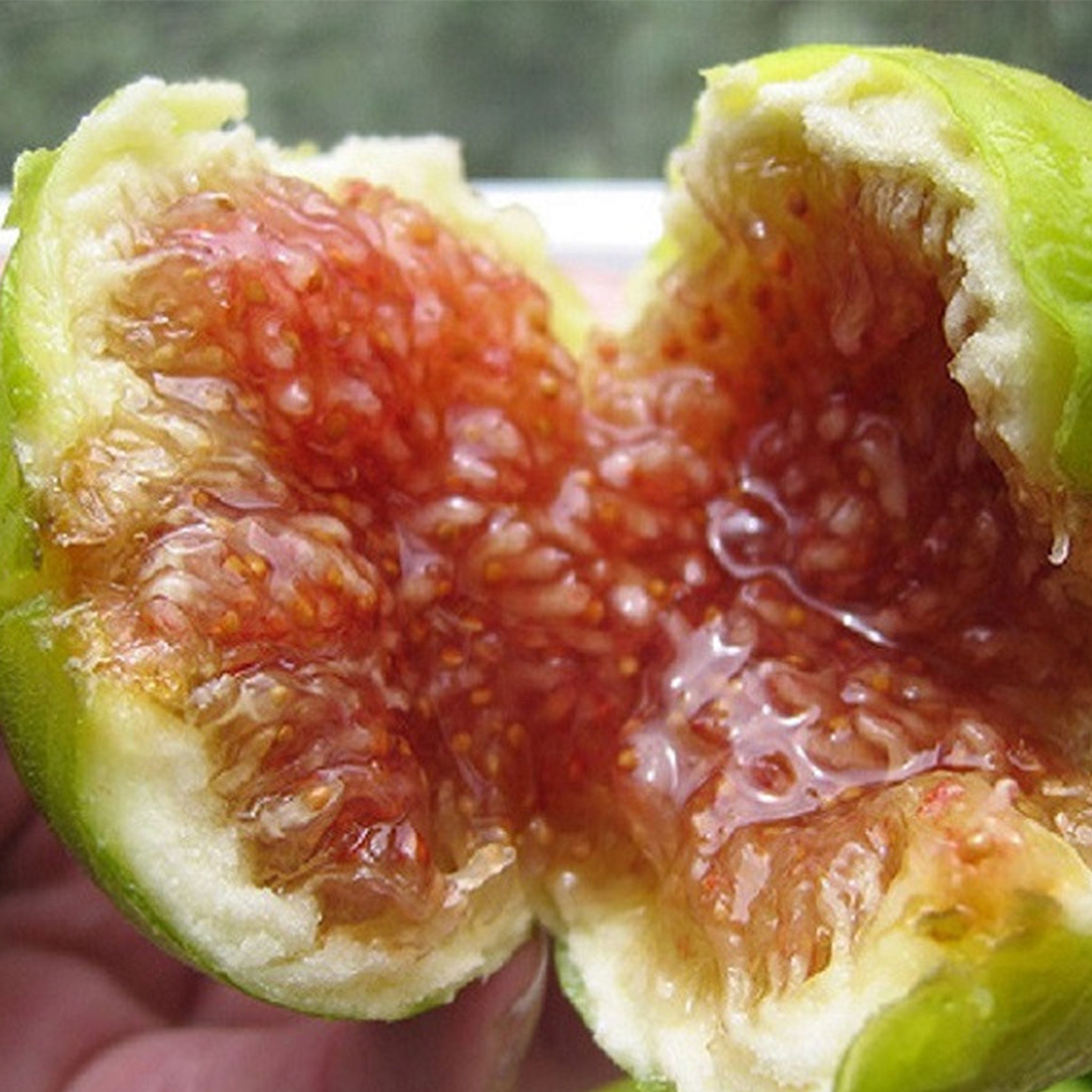 Cây Sung Mỹ Trồng Chậu Gốc Lớn Trái Xum Xuê