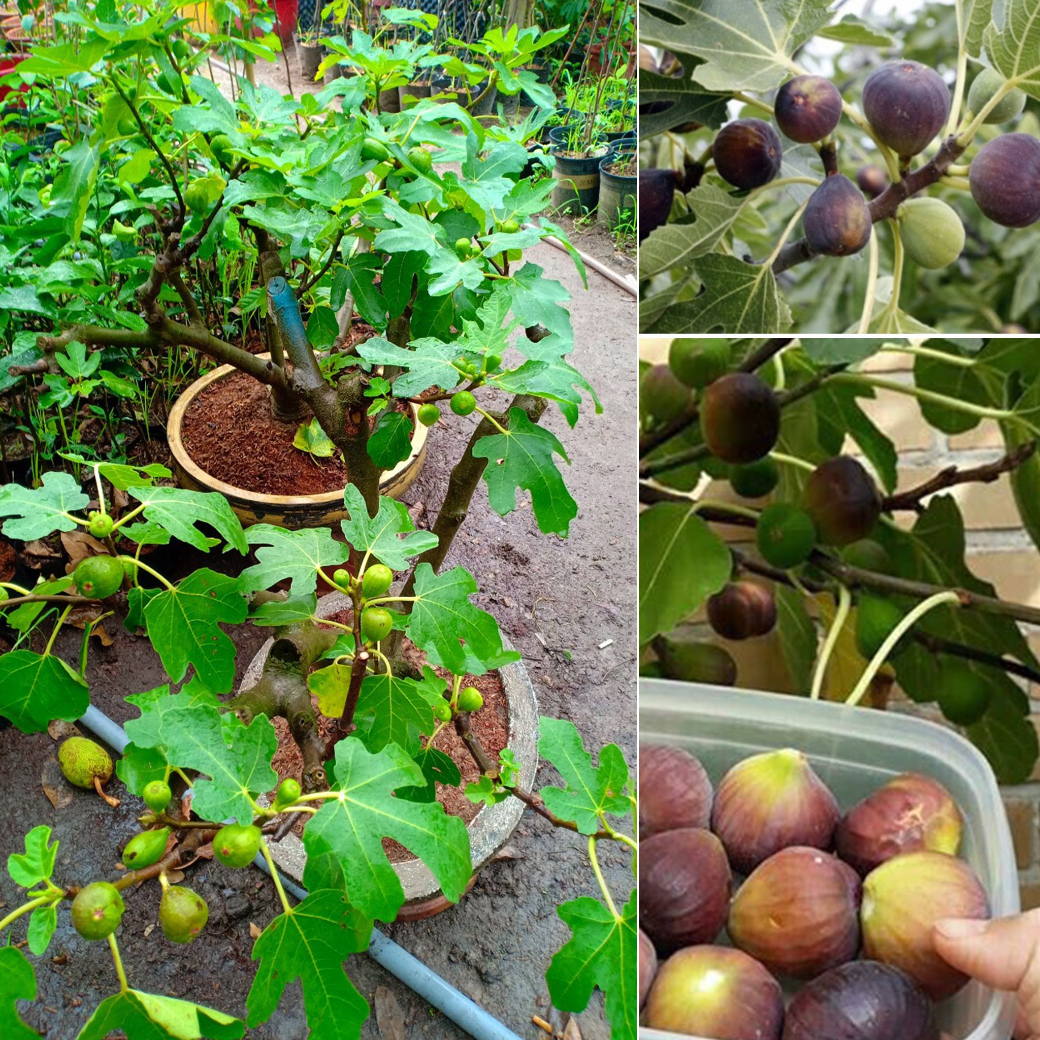 Cây Sung Mỹ Trồng Chậu Gốc Lớn Trái Xum Xuê