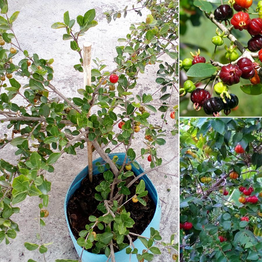 Cây Surinam Cherry Gốc Lớn - Cây Cherry 8 Mùi Vị