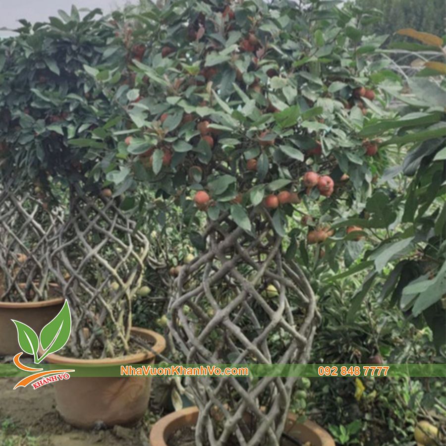Cây Táo Lục Bình Đang Ra Trái Tạo Dáng Đẹp