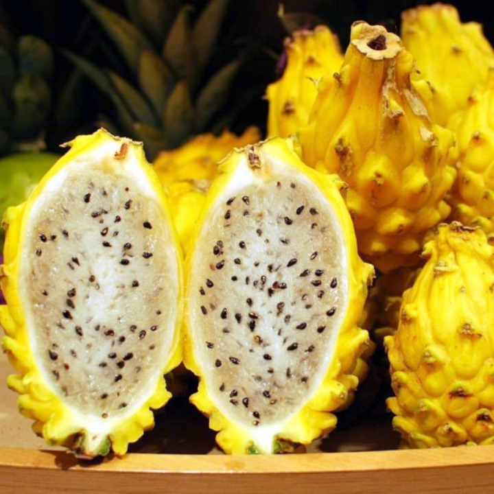 Thanh long vàng Nhà vườn Khánh Võ