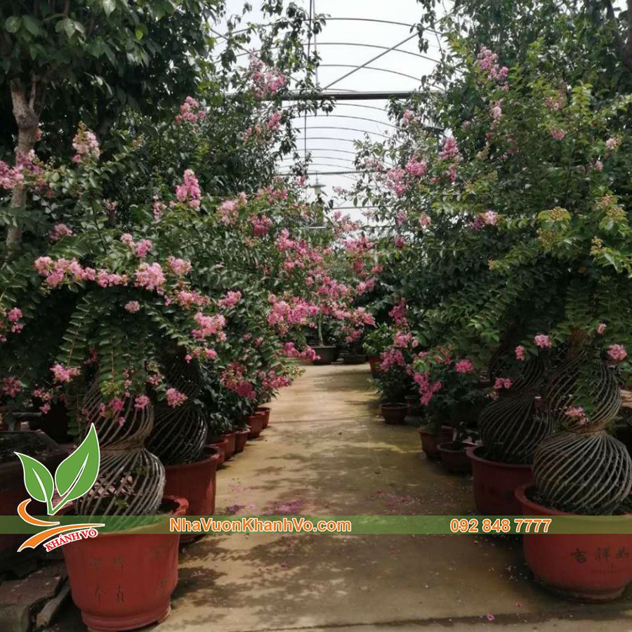 Cây Hoa Tường Vy Hồ Lô Bonsai Đẹp