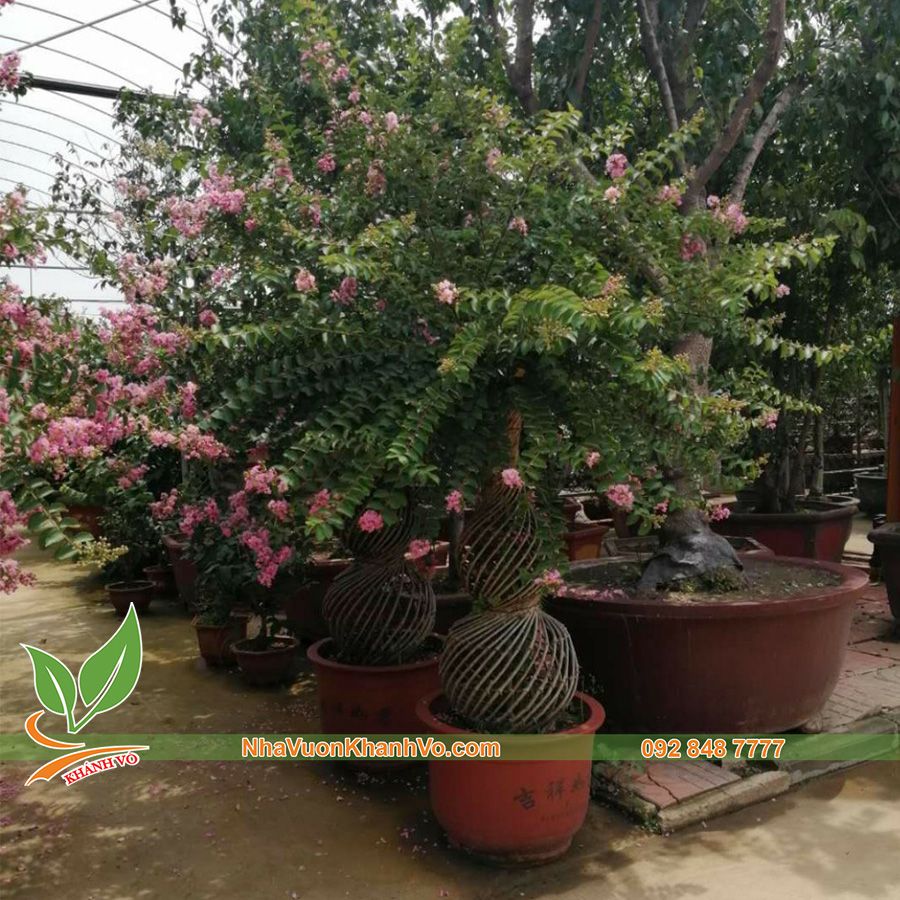 Cây Hoa Tường Vy Hồ Lô Bonsai Đẹp