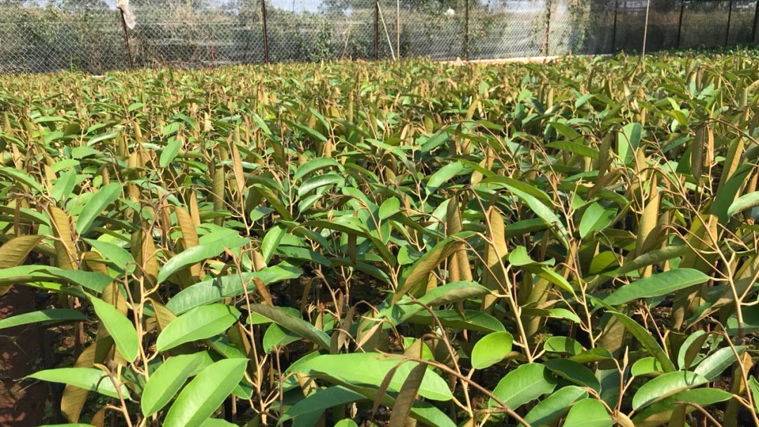 Cây Sầu riêng Monthong