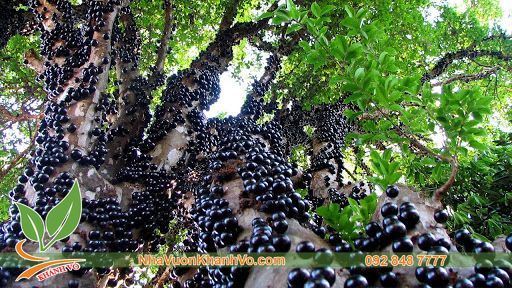Cây Nho Thân Gỗ Lá Nhỏ - Cây Trồng Biệt Thự Đẹp