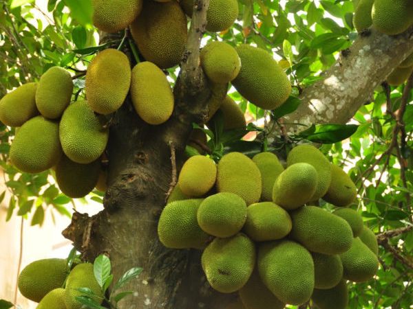 Cây Mít Tố Nữ Giống
