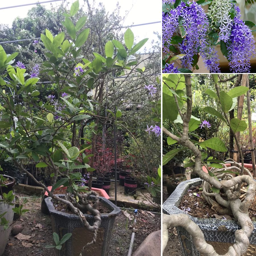 Cây Hoa Mai Xanh gốc bonsai