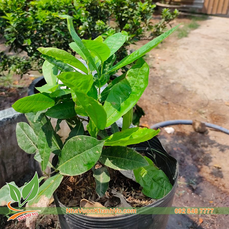 Cây Mai Xanh Đà Lạt giống