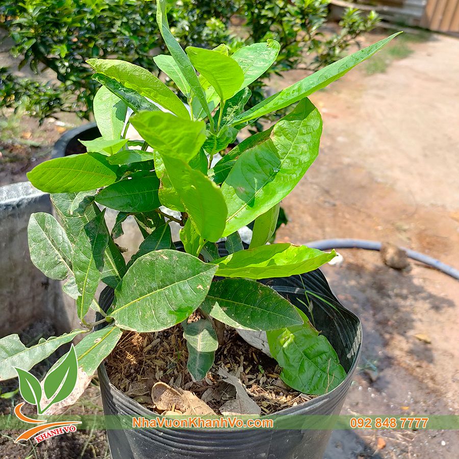 Cây Mai Xanh Đà Lạt giống