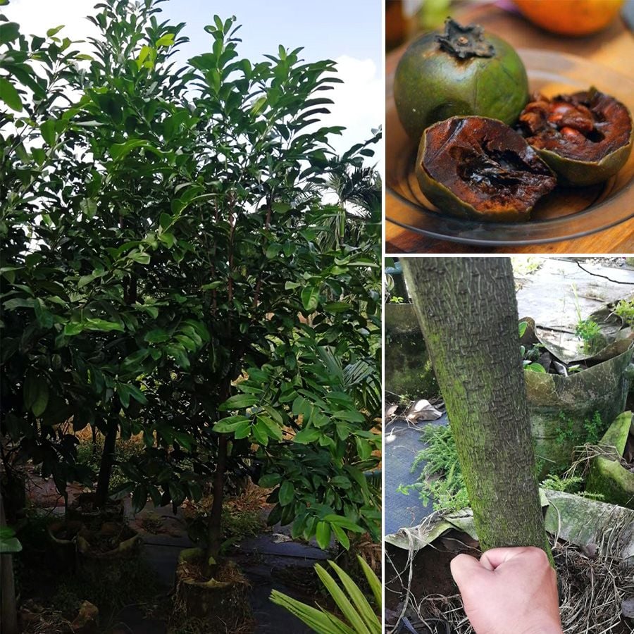 Cây Hồng Socola Trưởng Thành Đang Hoa Cao Trên 1,6m