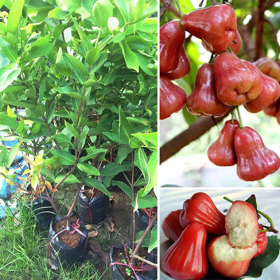 Cây Mận An Phước Cao 50-60cm