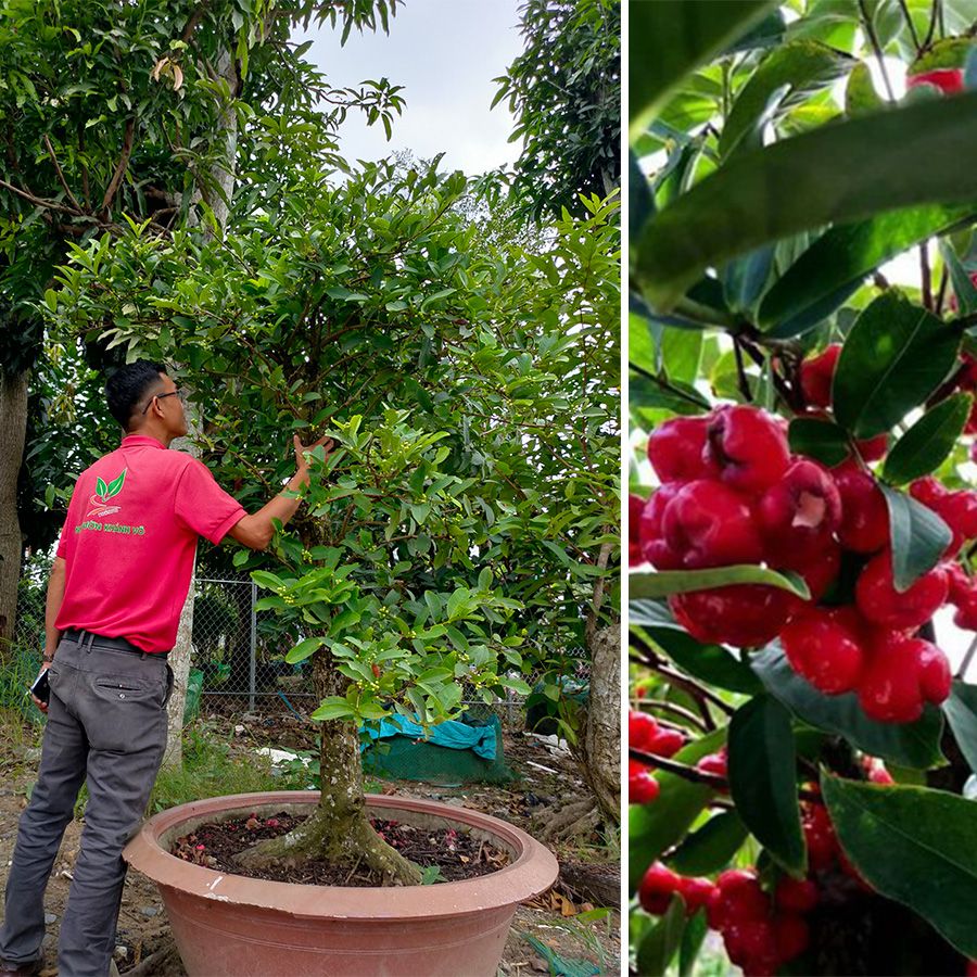 Cây Mận Hoàng Yến Thuần Chậu Lâu Năm