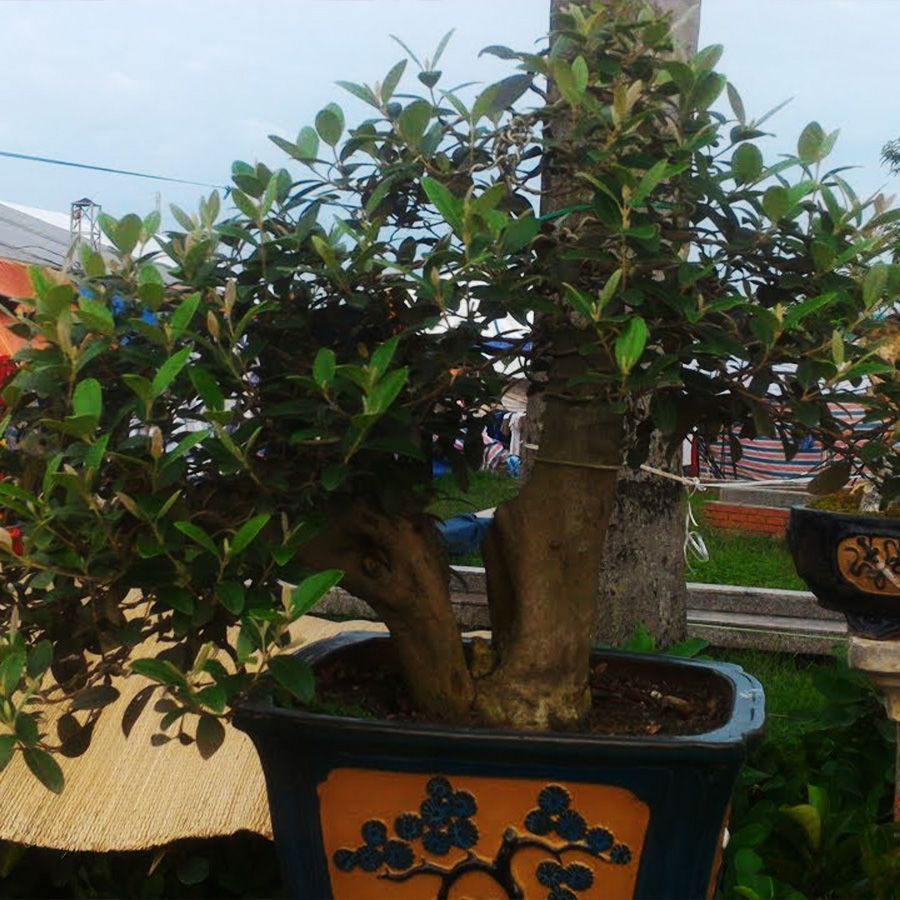 Cây Sim Rừng Gốc Lớn Đang Trái