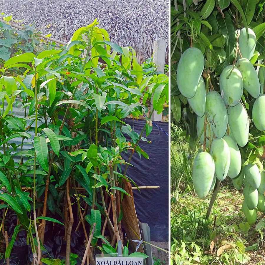 Cây Xoài Đài Loan Giống Cao 1,2m - 1,5m