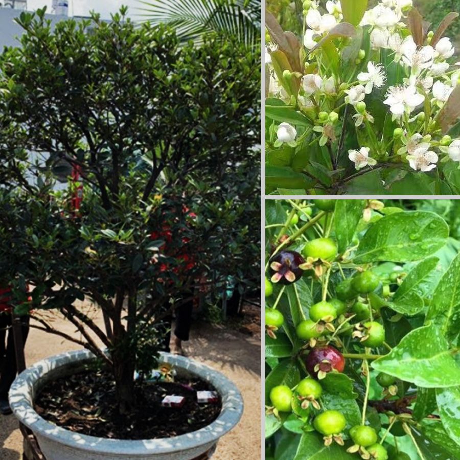 Cây Cherry Brazil Trưởng Thành Cao Trên 3m Táng Đều Đang Trái