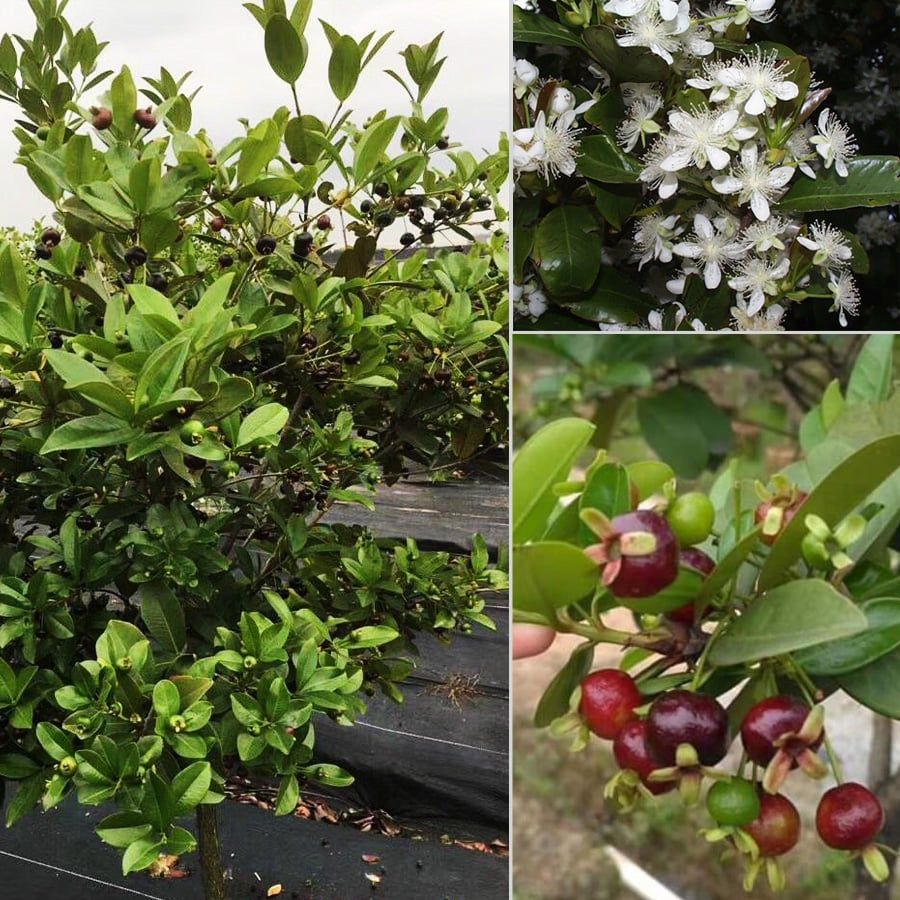 Cây Cherry Brazil Trưởng Thành Đang Trái Cao Từ 2 - 2,5m