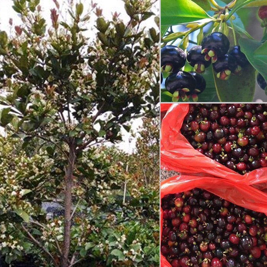 Cây cherry brazil trưởng thành cao 2,5 - 3m tạo tán đẹp