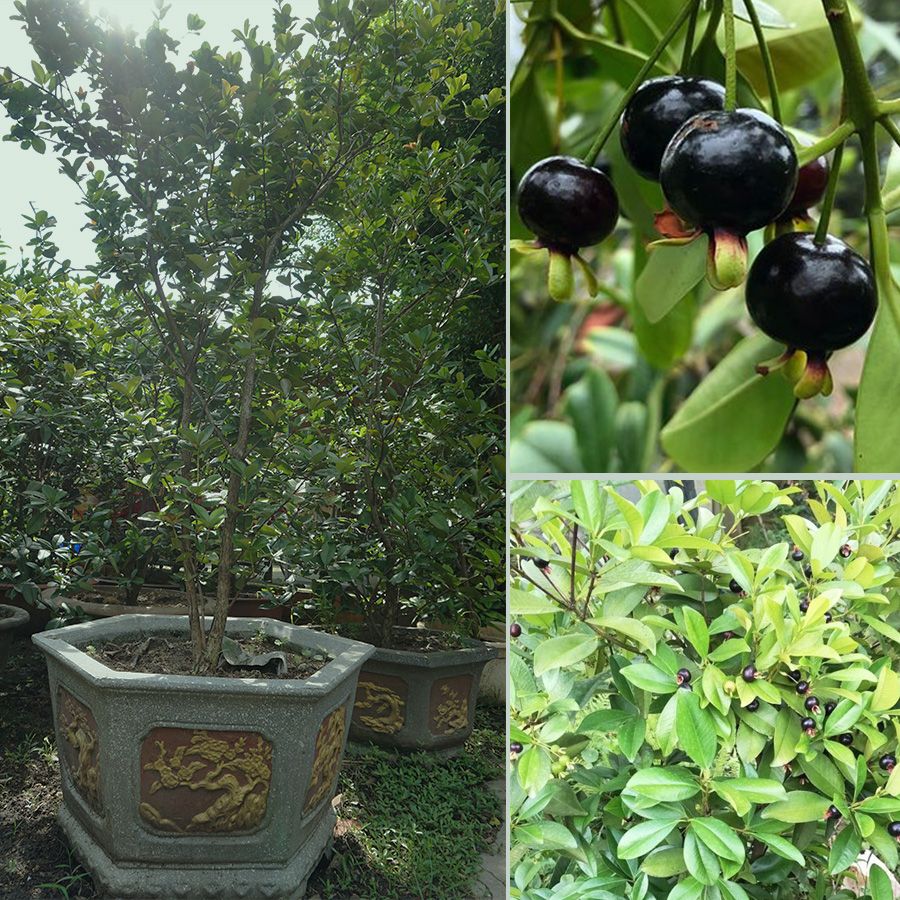 Cây Cherry Brazil Trưởng Thành Đã Ra Trái 2 Mùa