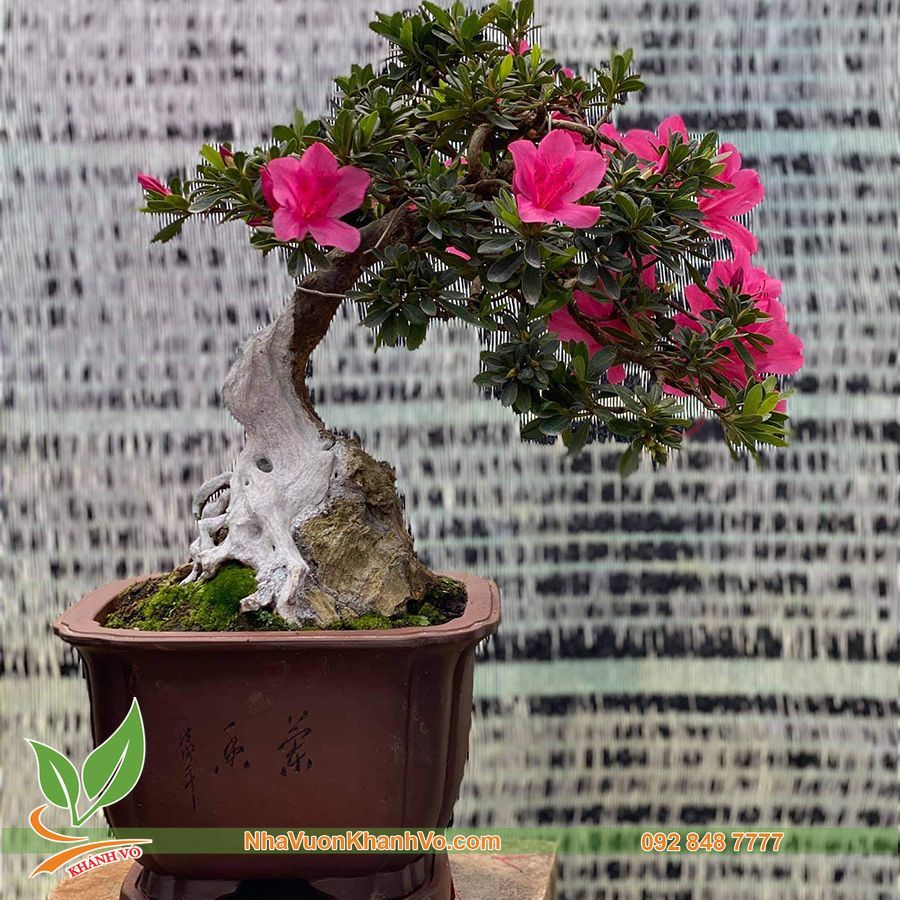 Cây Đỗ Quyên Bonsai Để Bàn