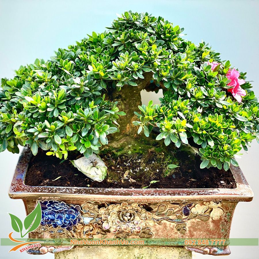 Cây Đỗ Quyên Phong Thuỷ Bonsai