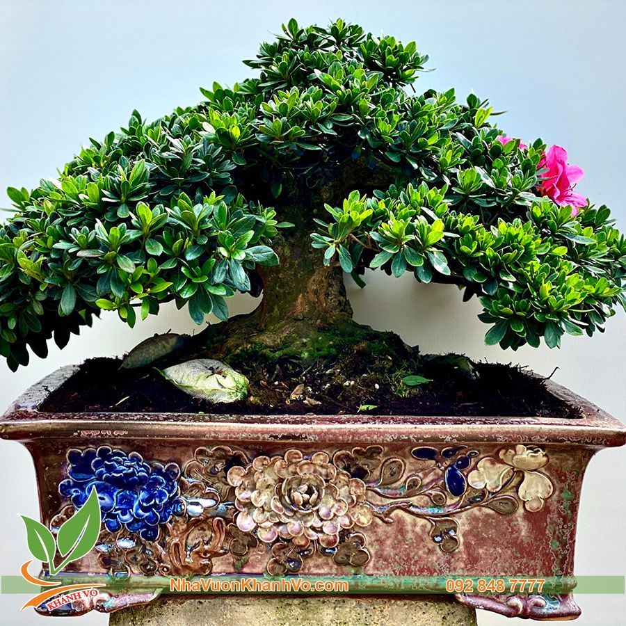 Cây Đỗ Quyên Phong Thuỷ Bonsai