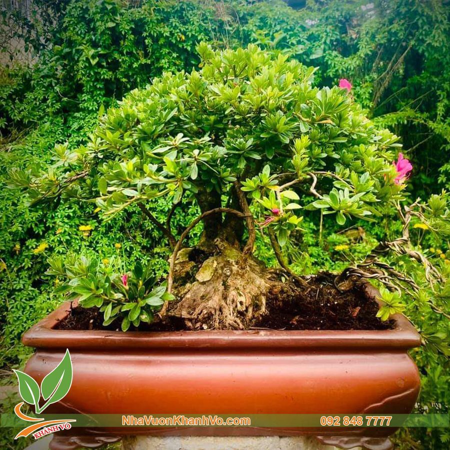 Cây Đỗ Quyên Phong Thuỷ Bonsai