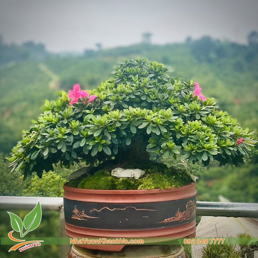 Cây Đỗ Quyên Phong Thuỷ Bonsai