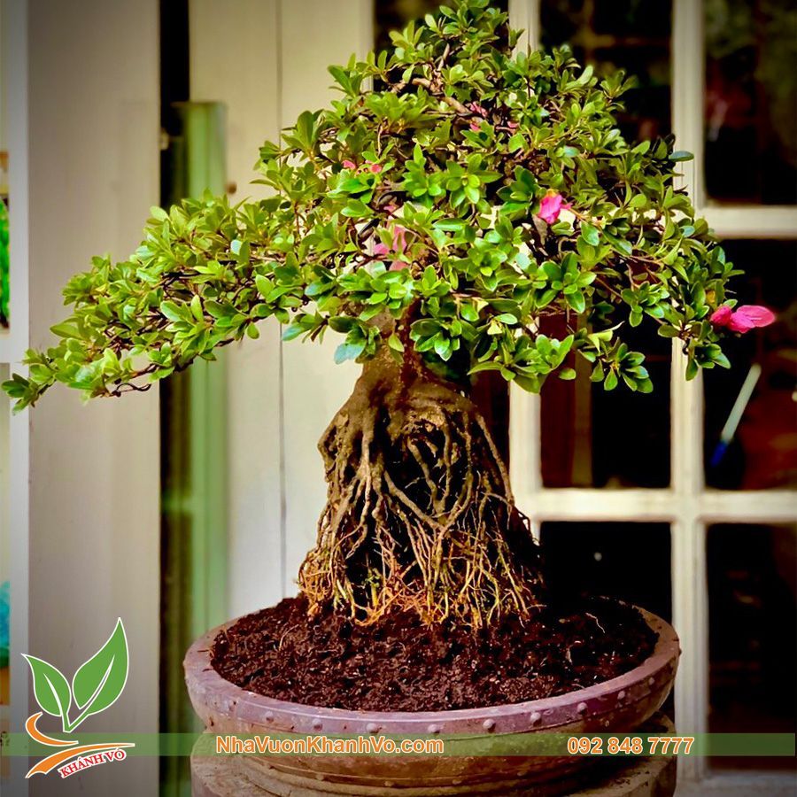 Cây Đỗ Quyên Phong Thuỷ Bonsai