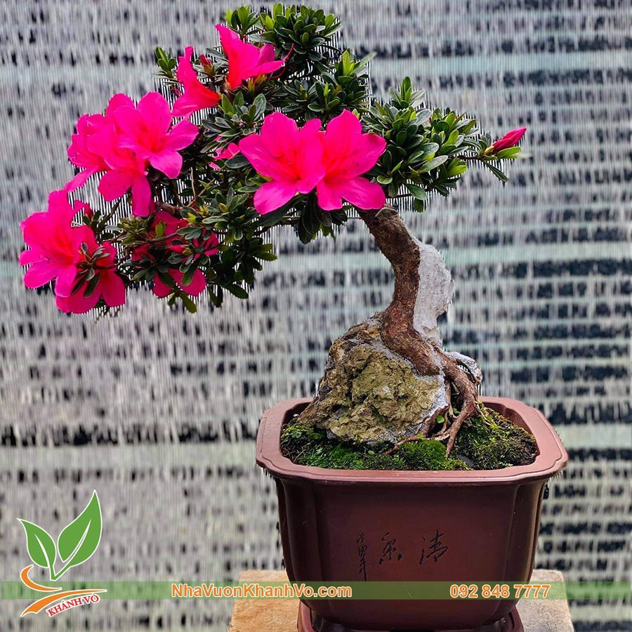 Cây Đỗ Quyên Bonsai Để Bàn