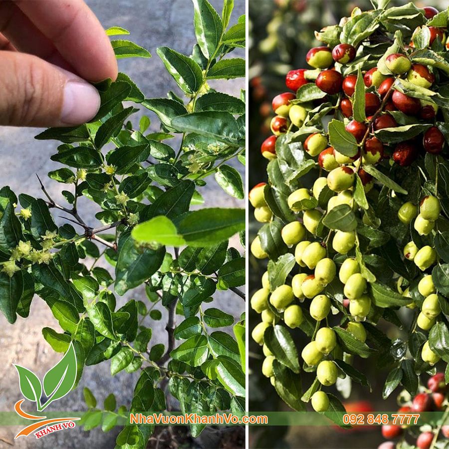 Cây Hồng Táo Đang Hoa Cao 40-50cm