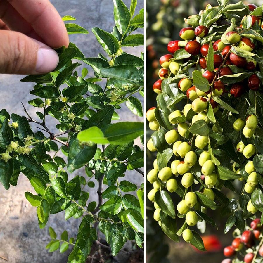 Cây Hồng Táo Đang Hoa Cao 40-50cm