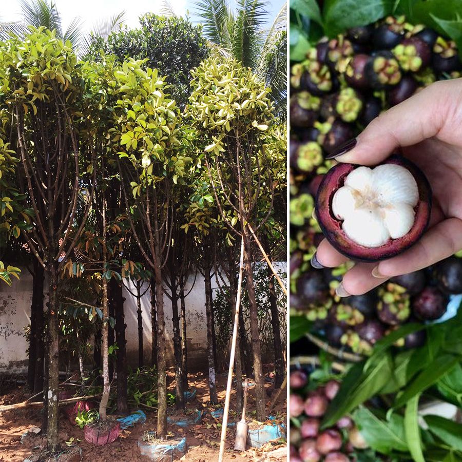 Cây Măng Cụt Trưởng Thành Cao 2m