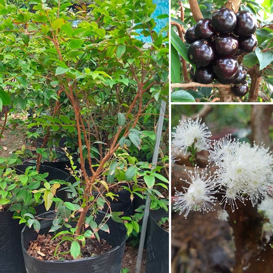 Cây Nho Thân Gỗ Tứ Quý Sắp Ra Hoa