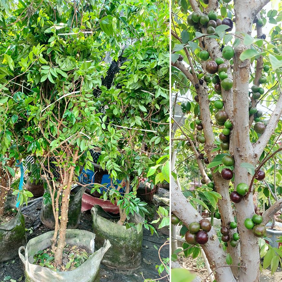 Cây Nho Thân Gỗ Tứ Quý Cao 1,5m Tạo Táng Đep