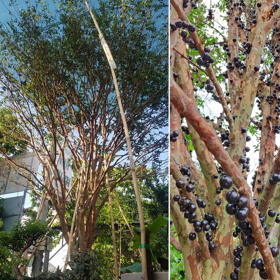 Cây Nho Thân Gỗ Cây Trồng Cho Biệt Thự - Lá Nhỏ