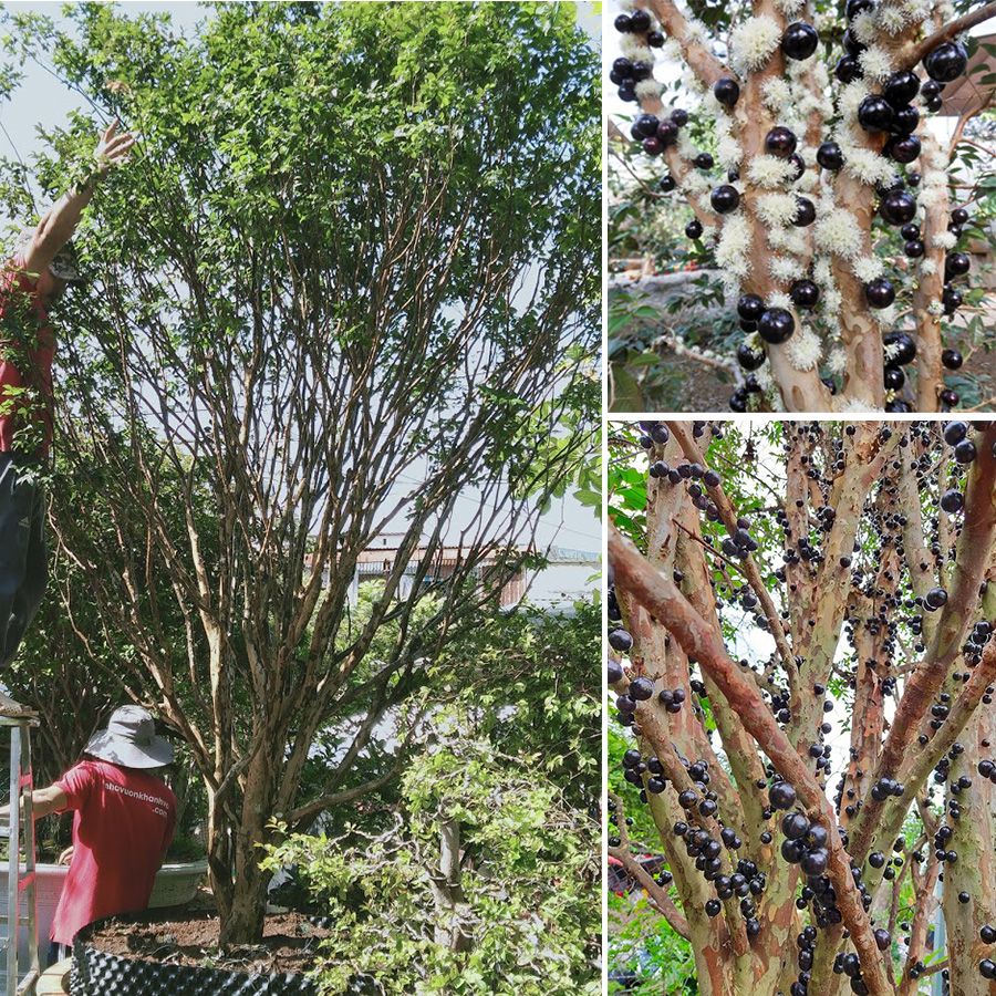 Cây Nho Thân Gỗ Lá Nhỏ - Cây Ăn Trái Biệt Thự Đẹp
