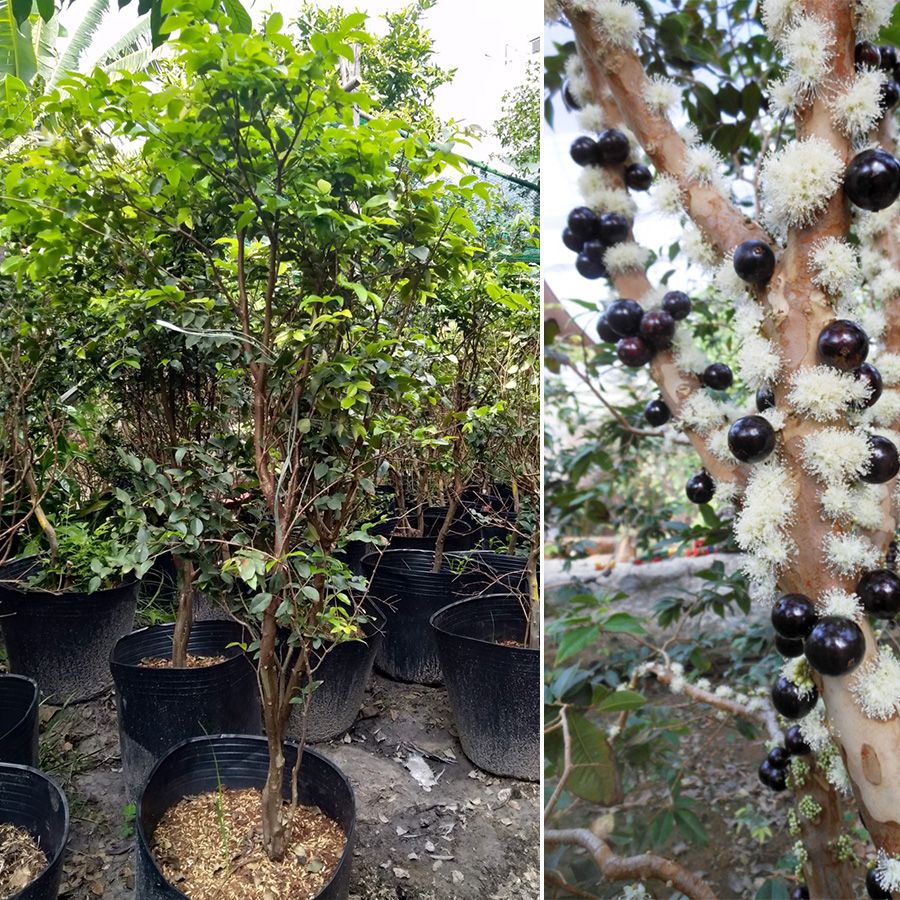 Cây Giống Nho Thân Gỗ - Lá Nhỏ