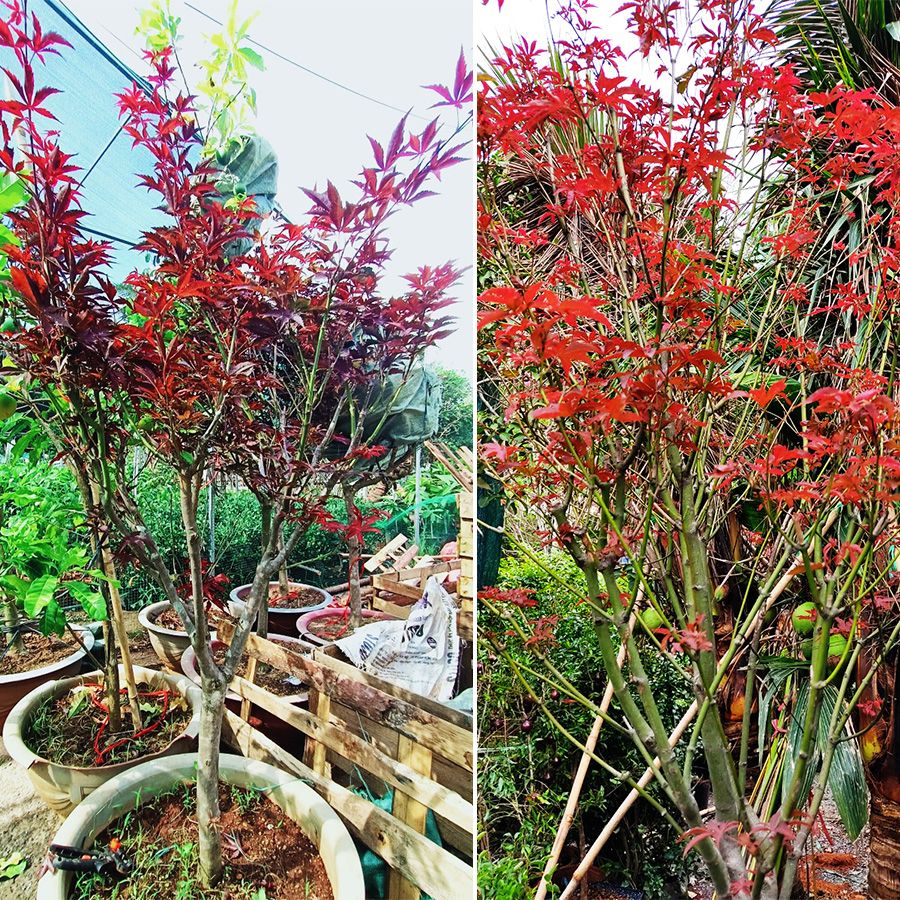 Cây Phong Lá Đỏ Bonsai - cây thích bóng mát độc đáo