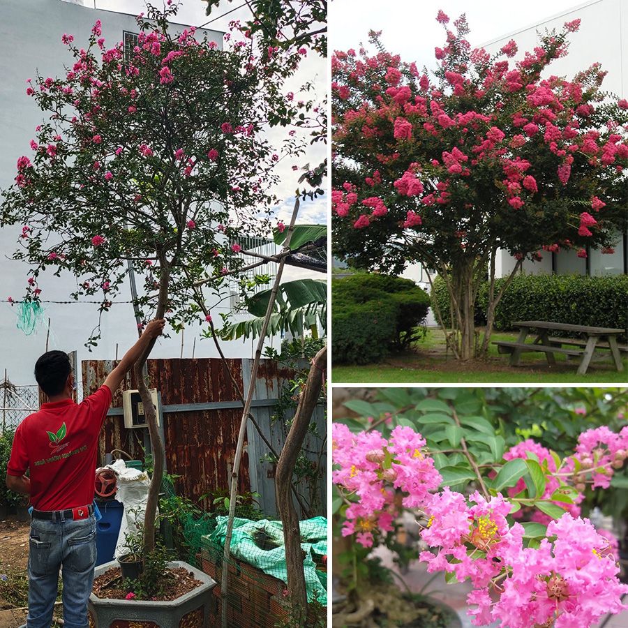 Cây Hoa Tường Vi Thân Gỗ 2,5m