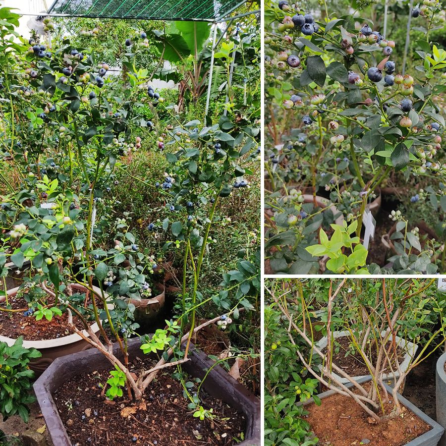 Cây Việt Quất Tứ Quý Đang Trái Cao 1,2m-1,5m