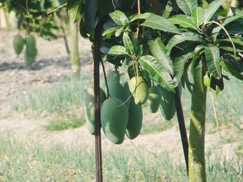 Cây Xoài Đài Loan Giống Cao 1,2m - 1,5m