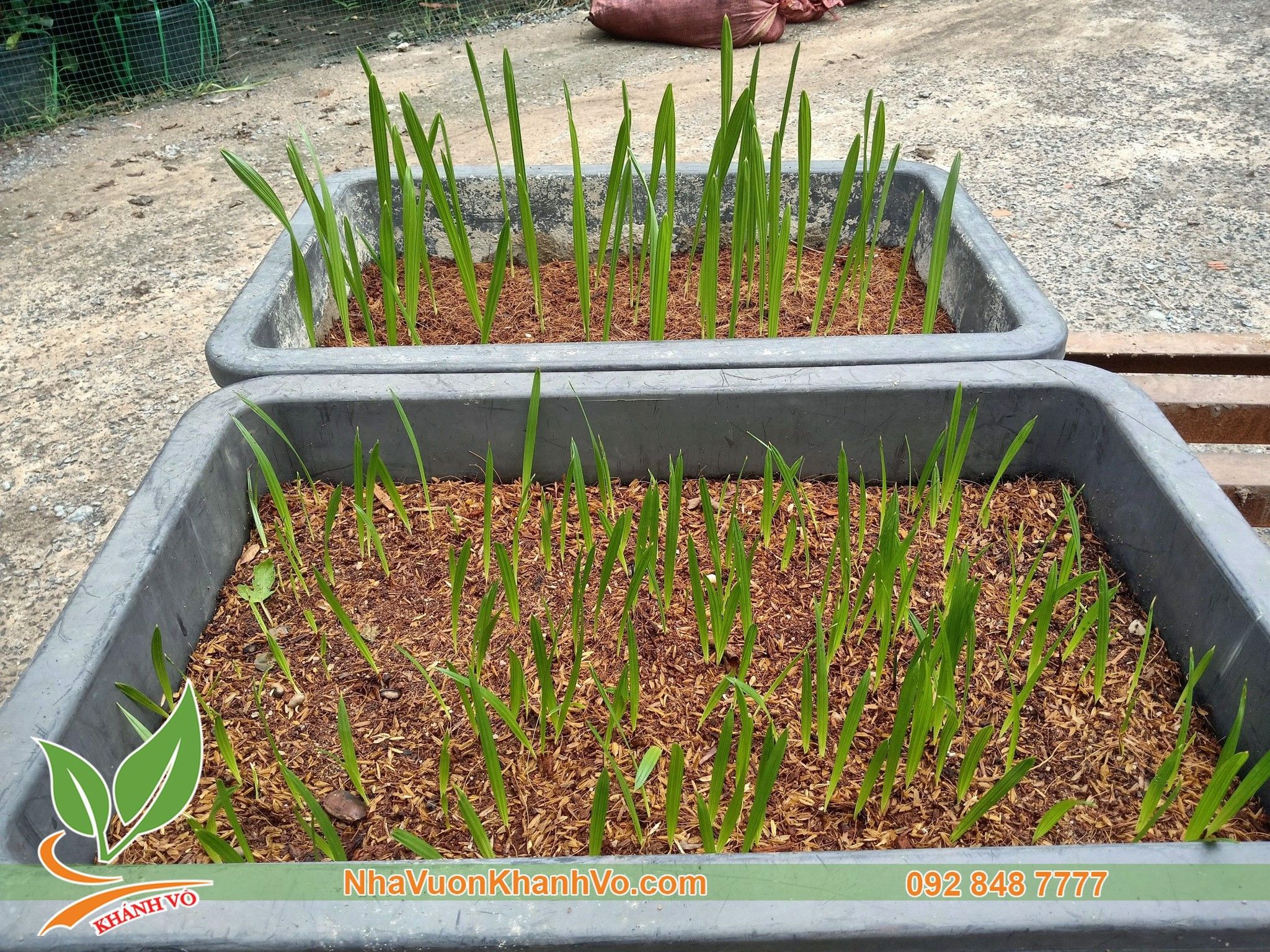 Cây Mầm Chà Là Trung Đông - Cây Mầm Giống F1 Cao 15cm