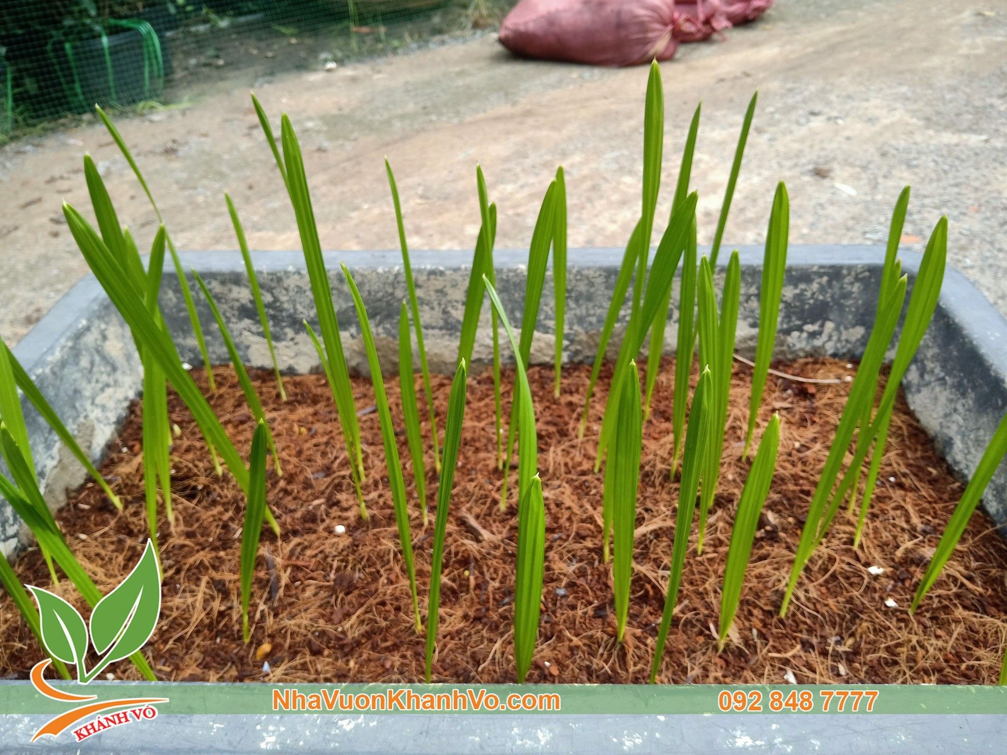 Cây Mầm Chà Là Trung Đông - Cây Mầm Giống F1 Cao 15cm