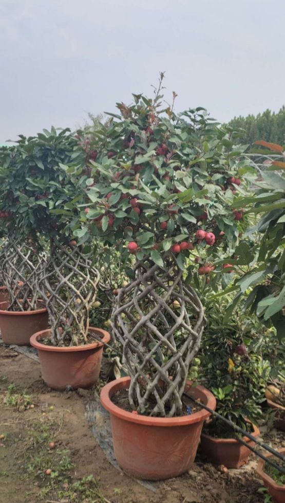 Cây Táo Lục Bình Đang Ra Trái Tạo Dáng Đẹp