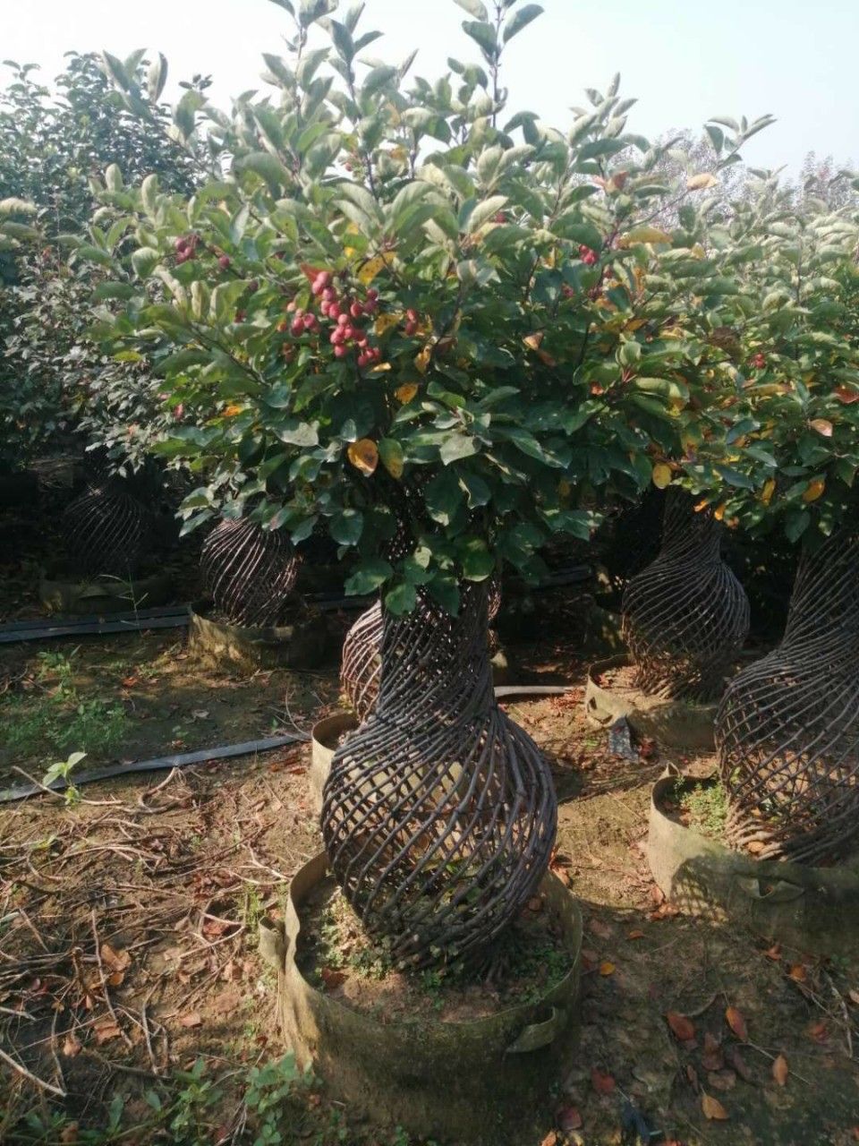 Cây Táo Lục Bình Đang Ra Trái Tạo Dáng Đẹp