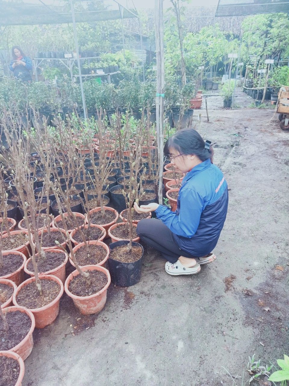 Cây Hoa Mộc Lan Đang Nụ