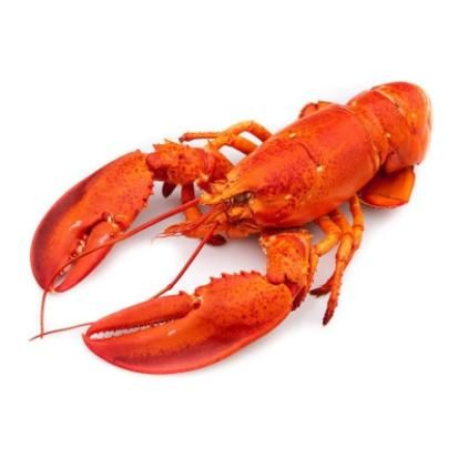 Tôm hùm Canada hấp sẵn 259,000₫/1 con (300~450g). Quy trình chế biến nghiêm ngặt. Bán hàng từ 8h-20h. Thanh toán COD