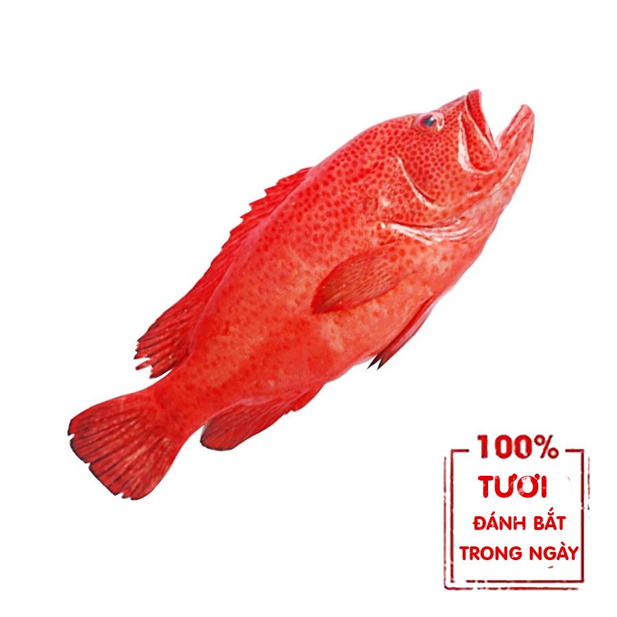  Cá Mú Đỏ - 700gr 