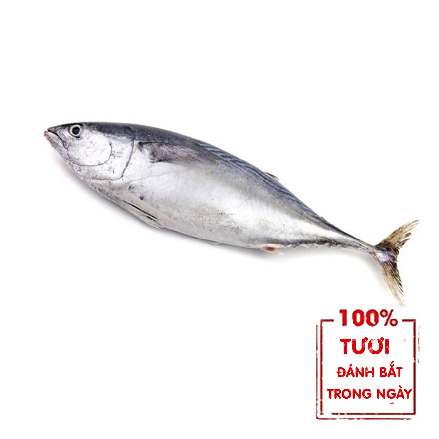  Cá Ngừ Nguyên Con - 500Gr 